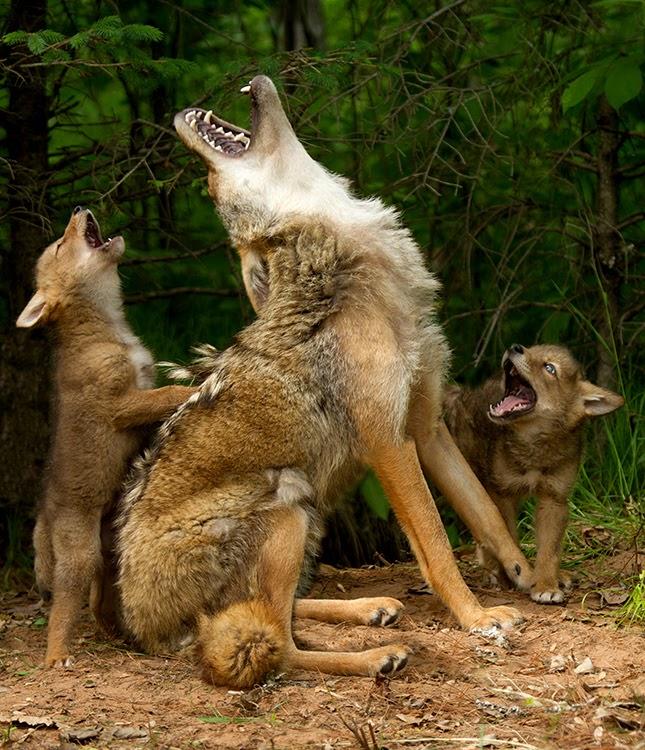 La necesaria lección de canto de un coyote