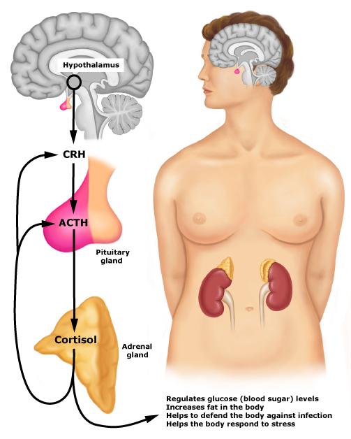 La Ciencia de la Vida: Recomendaciones para reducir el nivel de cortisol y asi reducir el estrés