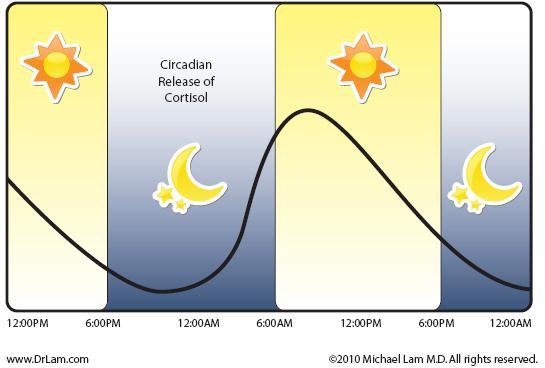 La Ciencia de la Vida: Recomendaciones para reducir el nivel de cortisol y asi reducir el estrés