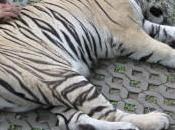 turismo responsable animales