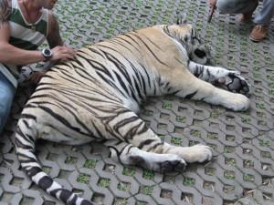 El turismo responsable y los animales IMG_0769