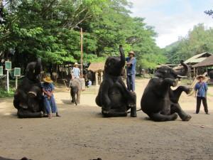 El turismo responsable y los animales IMG_0671