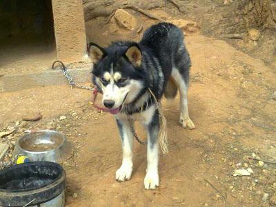 HUSKY DE UN AÑO Y CON PEDIGRI EN ADOPCIÓN. (VALENCIA)