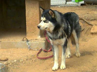 HUSKY DE UN AÑO Y CON PEDIGRI EN ADOPCIÓN. (VALENCIA)