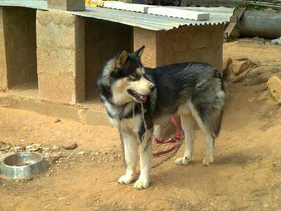 HUSKY DE UN AÑO Y CON PEDIGRI EN ADOPCIÓN. (VALENCIA)