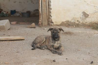 URGENTE ADOPCIÓN PARA ESTOS PRECIOSOS CACHORROS. (GRANADA)