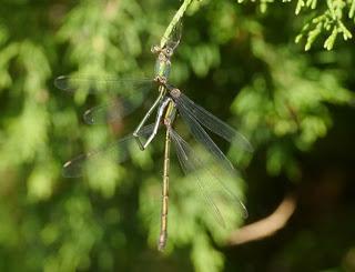 La cópula de los caballitos del diablo