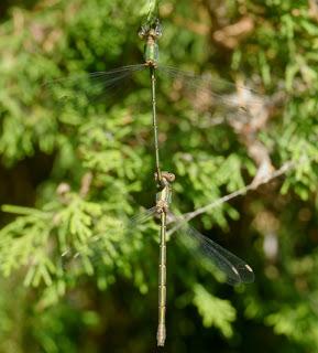 La cópula de los caballitos del diablo
