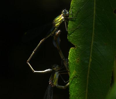 La cópula de los caballitos del diablo