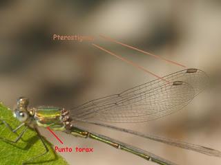 La cópula de los caballitos del diablo