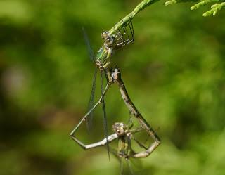 La cópula de los caballitos del diablo