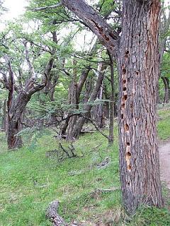 Trekking en El Chaltén. Argentina
