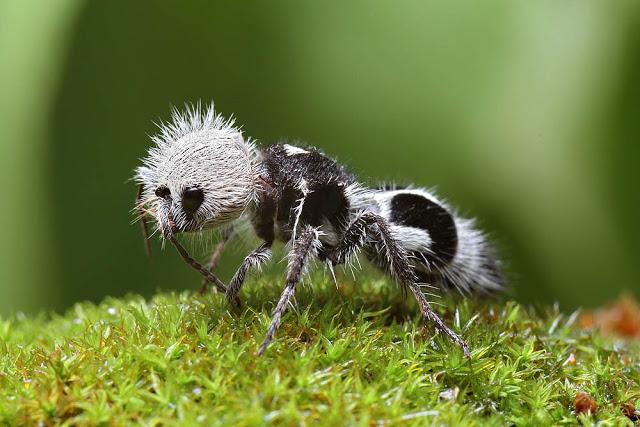 Hormiga oso panda (ni panda, ni oso, ni tampoco hormiga)