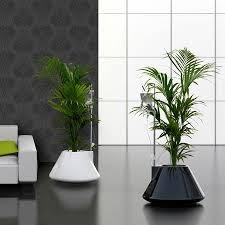 Decorar con Plantas de Interior