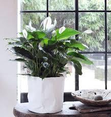 Decorar con Plantas de Interior