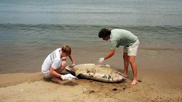 delfín muerto en Estados Unidos