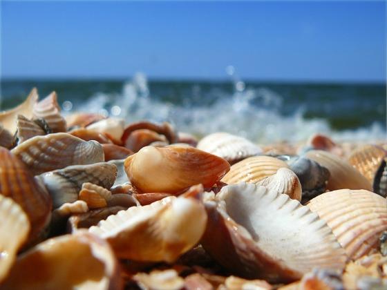 crea conchas en la orilla del mar