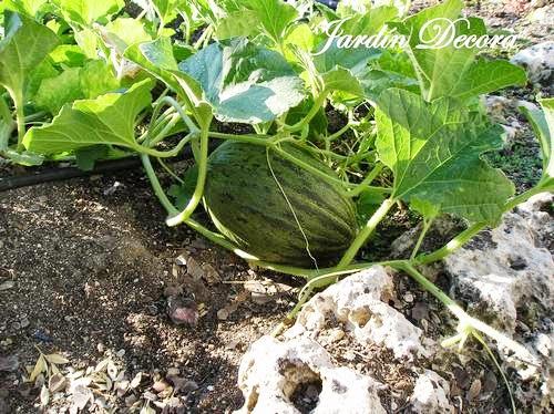 melones-en-el-jardín-melón
