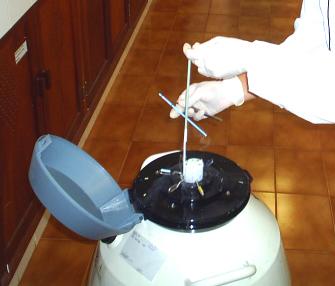 La rana que desdibuja la línea entre la vida y la muerte