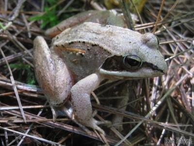 La rana que desdibuja la línea entre la vida y la muerte