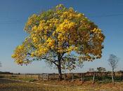 amarillo