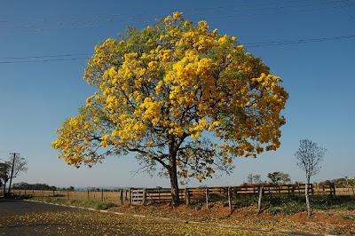 Ipe amarillo