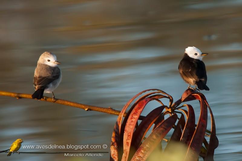 Lavandera (White-headed marsh-tyrant) Arundinicola leucocephala