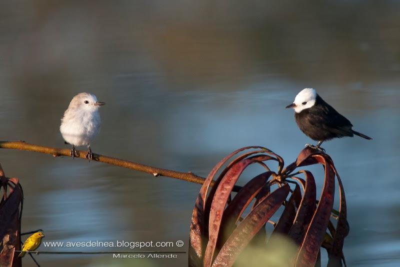 Lavandera (White-headed marsh-tyrant) Arundinicola leucocephala