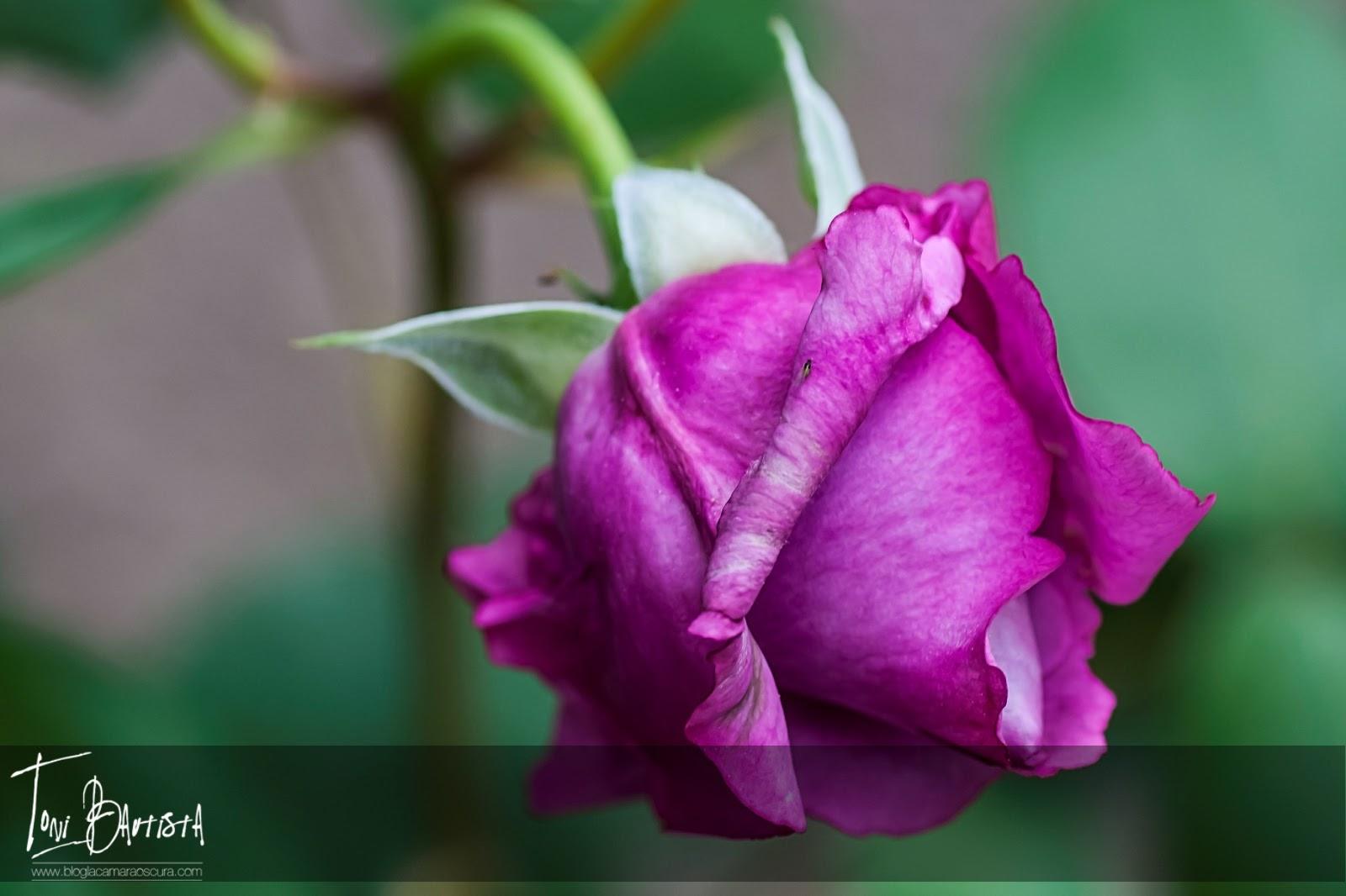 Capítulo 4: Haciendo fotos - Parte 4