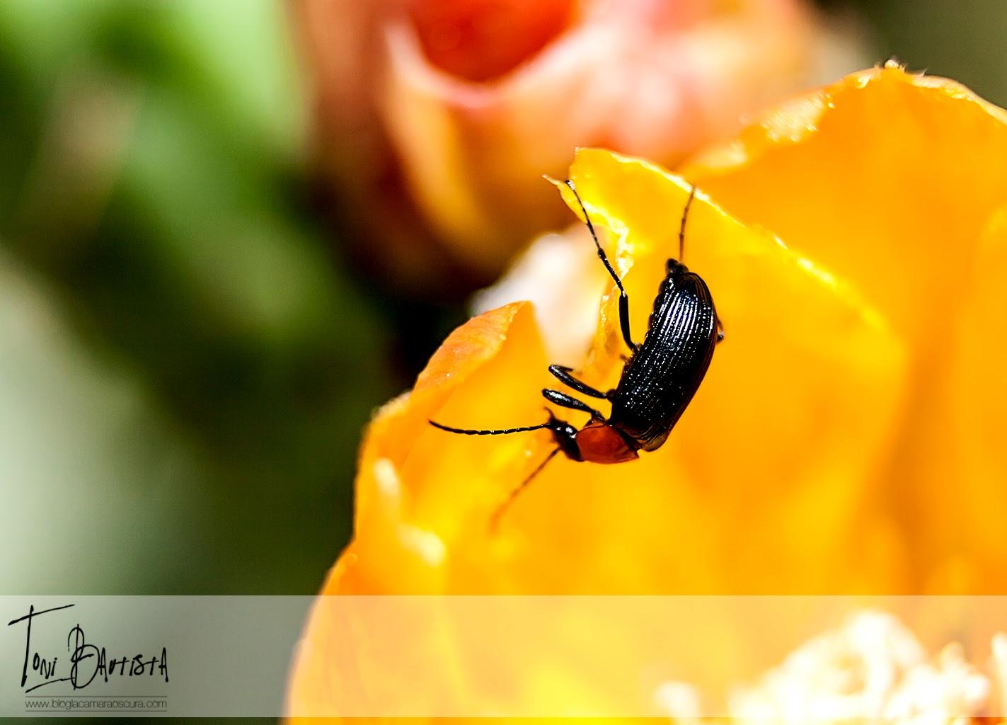 Capítulo 4: Haciendo fotos - Parte 4