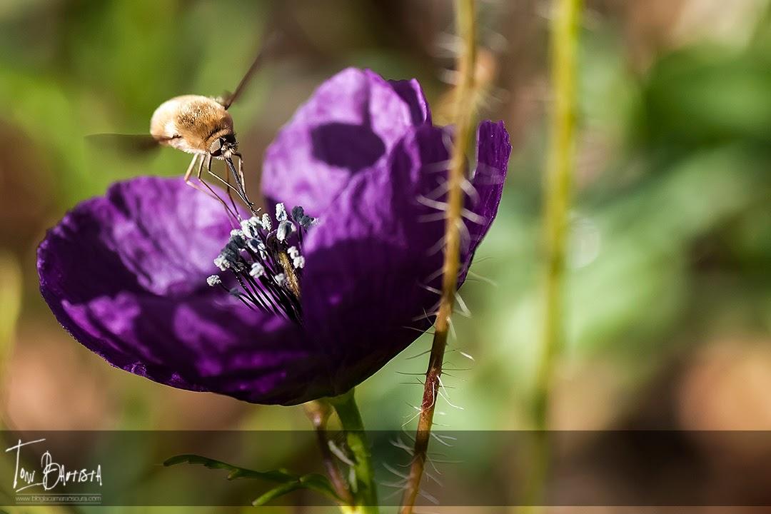 Capítulo 4: Haciendo fotos - Parte 4