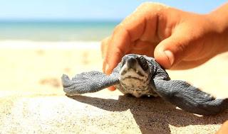 Inparques protege las tortugas marinas en La Restinga