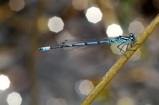 Coenagrion puella (Linnaeus, 1758) Caballito del diablo azul