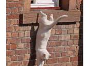 Síndrome gato paracaidista