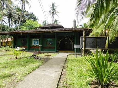 Tortuguero y sus tortugas marinas