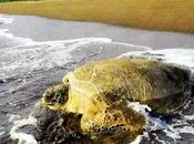 Tortuguero tortugas marinas