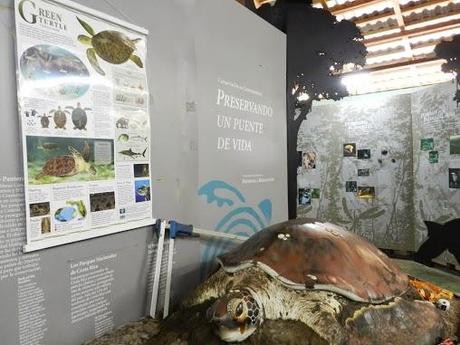 Tortuguero y sus tortugas marinas