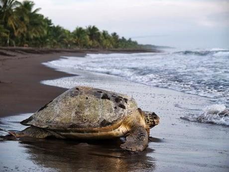 Tortuguero y sus tortugas marinas