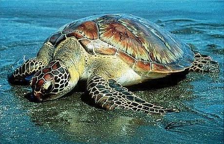 Tortuguero y sus tortugas marinas