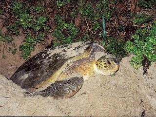 Tortuguero y sus tortugas marinas