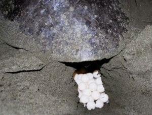 Tortuguero y sus tortugas marinas