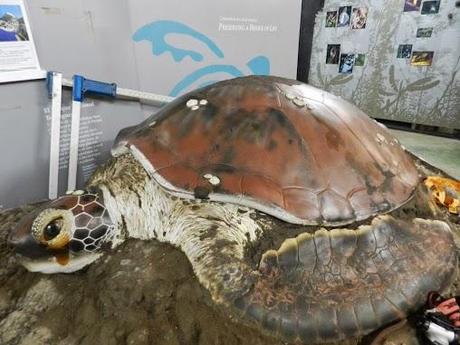 Tortuguero y sus tortugas marinas