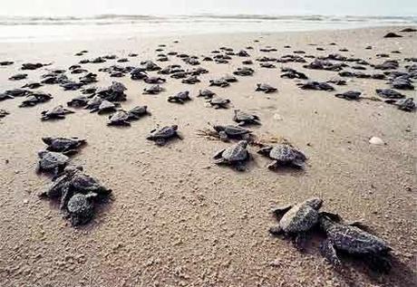 Tortuguero y sus tortugas marinas