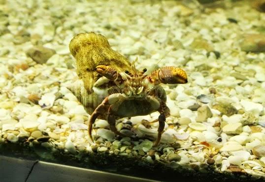 Peñíscola, la isla del mar Mediterráneo que soñó con seguir siéndolo