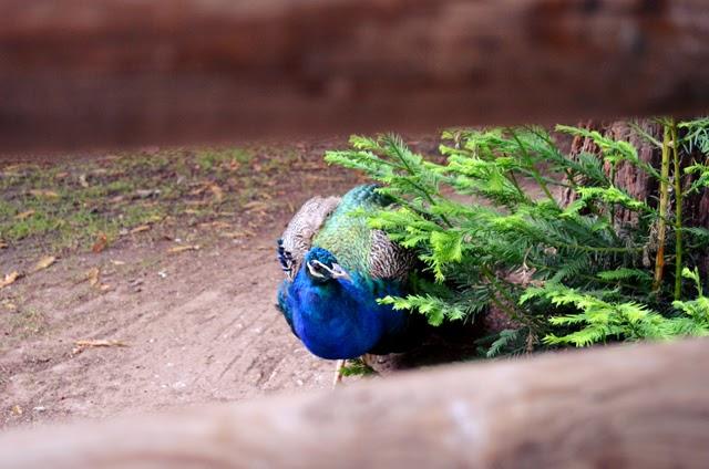 Asturias Day 2: Oviedo