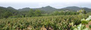 Viñas en Pla de Manlleu