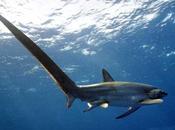 Resuelto misterio raro 'monstruo marino' España