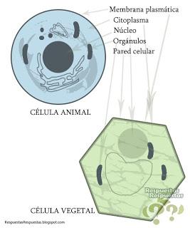¿Cuáles son las partes de una célula?