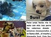 "Auto robado perritos dentro"