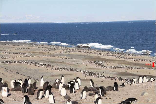 pingüinos Adelia en el Mar de Ross